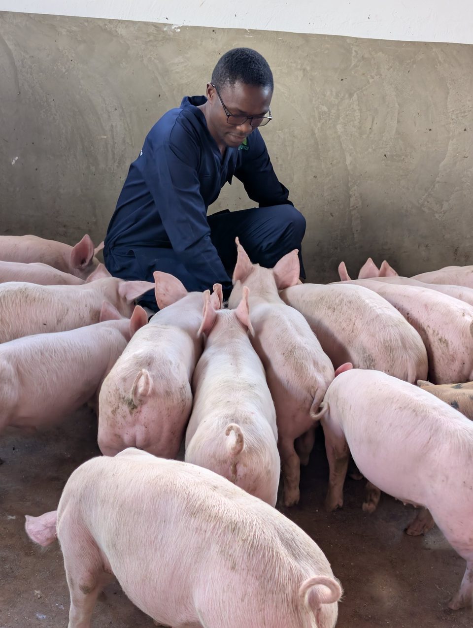 A farm team member working with pigs in a pen