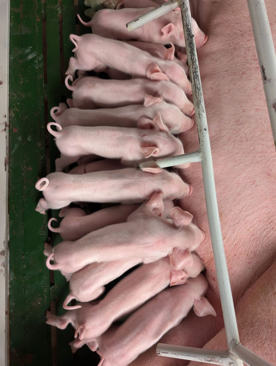 A sow nursing her litter