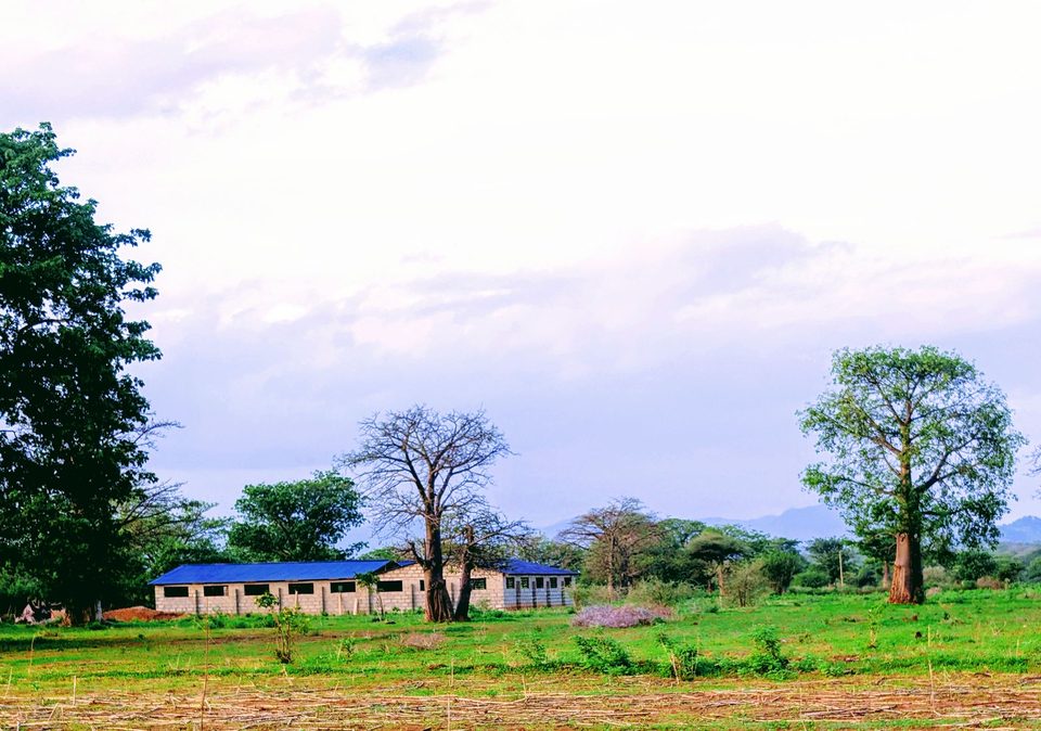 Green land around the Lua Farms piggery