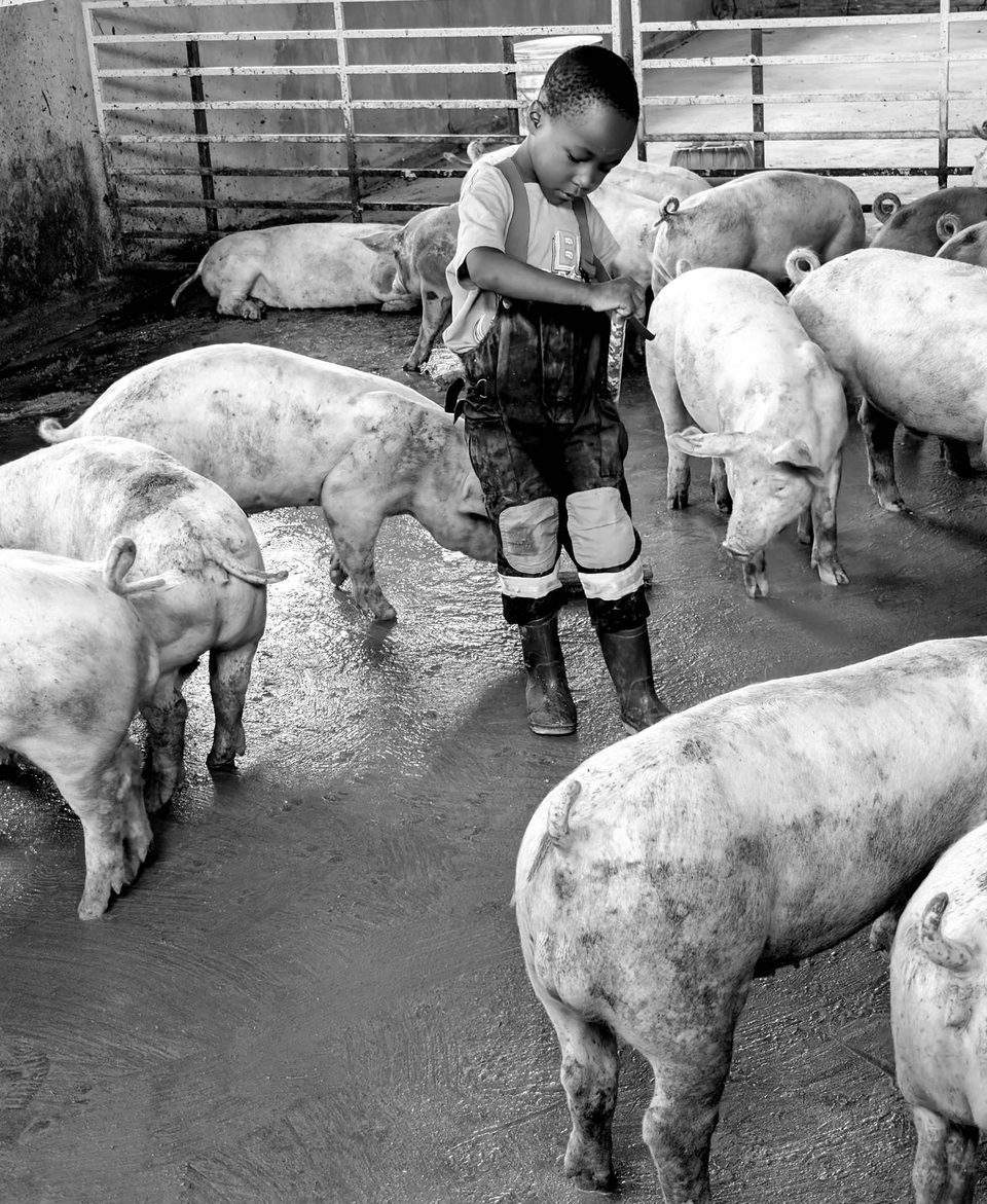A young learner among the pigs