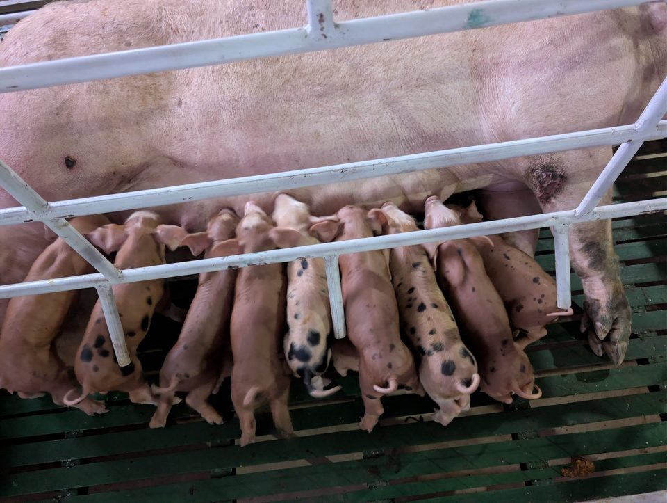 Spotted piglets from the breeding herd at the feeder