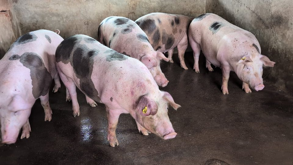 Pigs wearing yellow ear tags