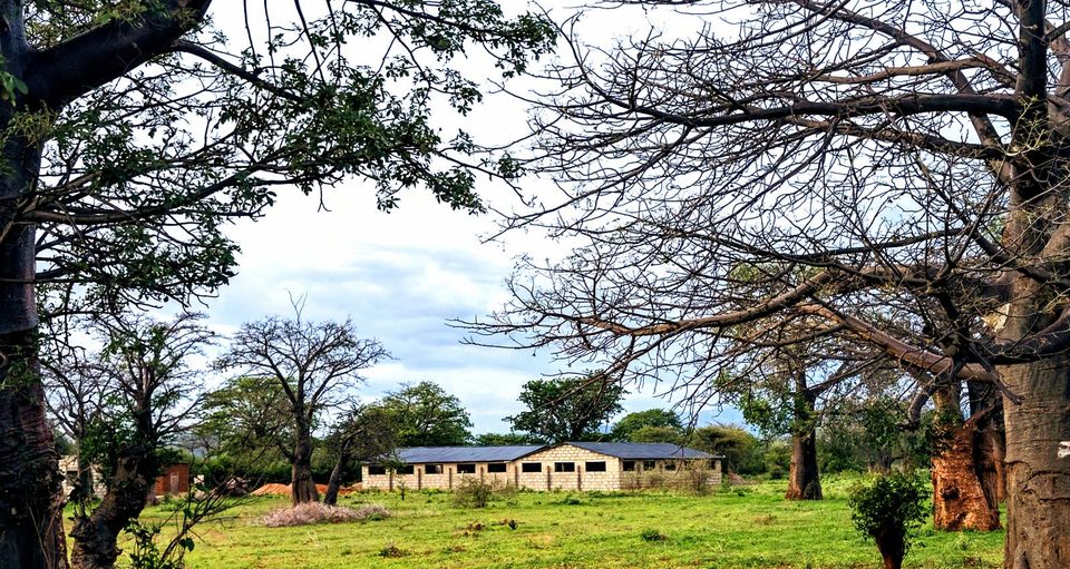 Lua Farms' piggery houses among baobab trees