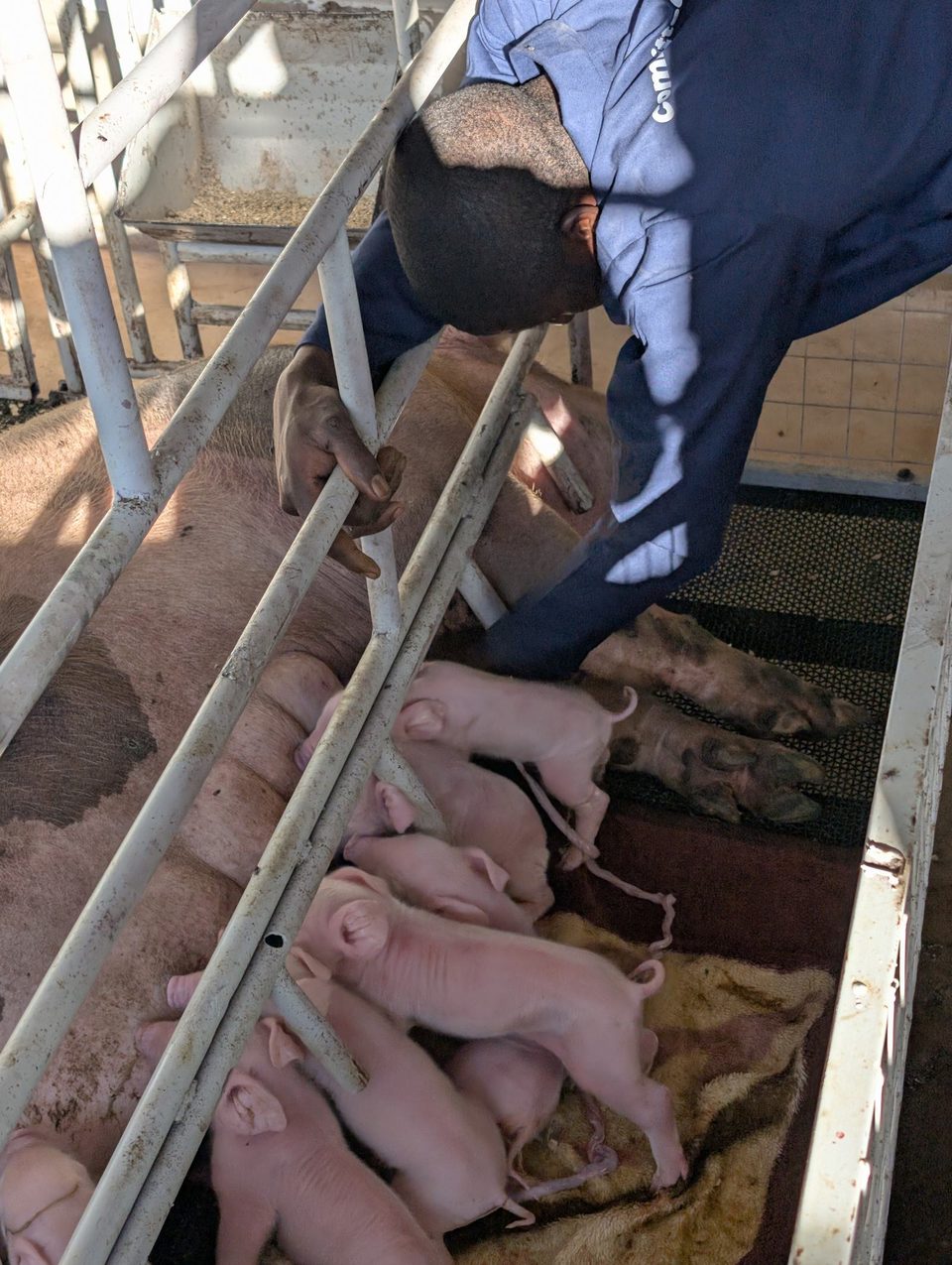 Caring for a litter of piglets
