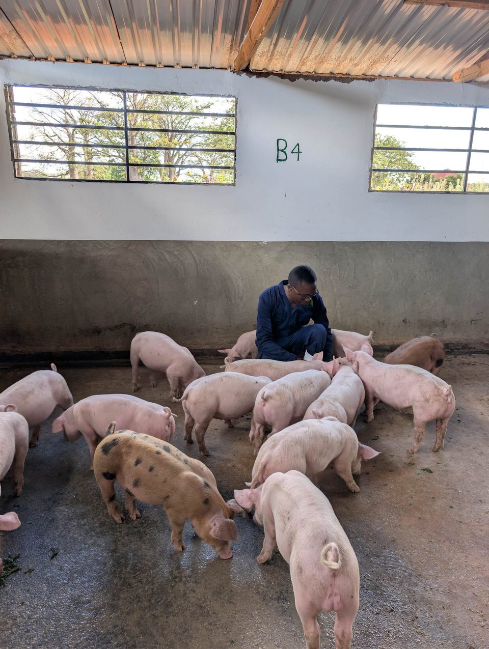 A stockman with growing pigs in the pen
