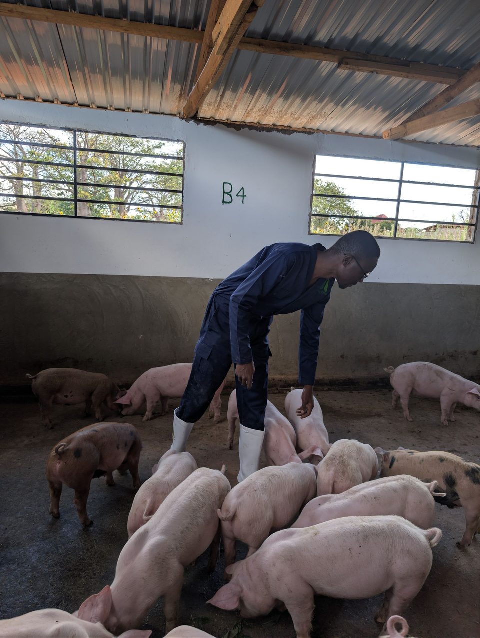 Hands-on pig care in the pen