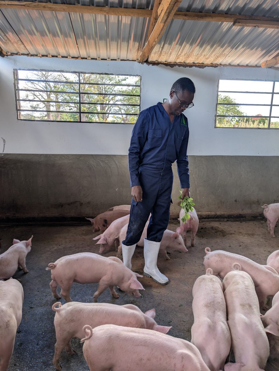 A team member checking pigs in pen B4
