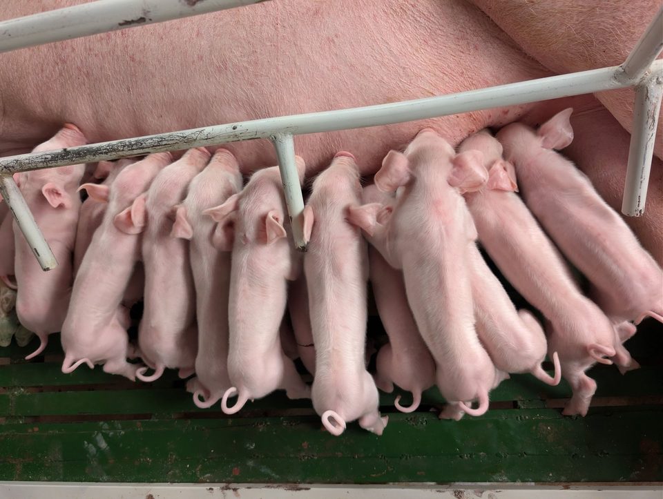A row of newborn piglets suckling in the farrowing house