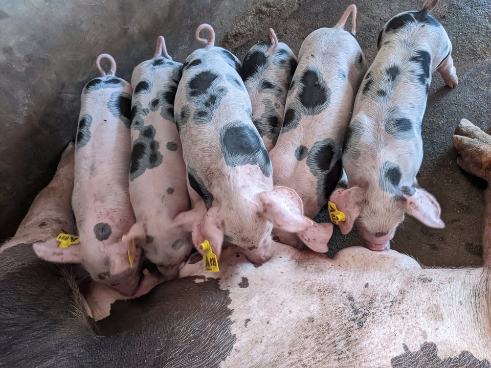 Spotted piglets from the farm's breeding herd