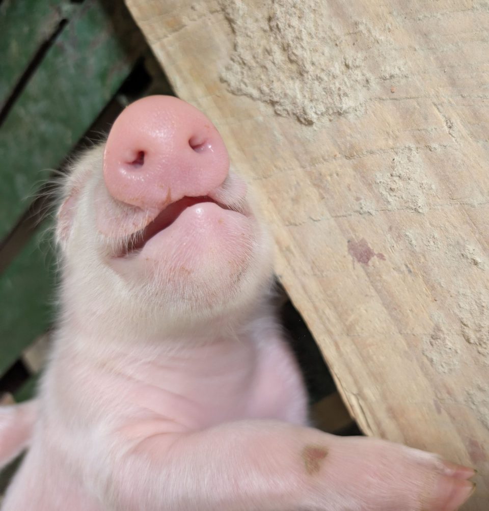 A piglet resting its chin on the pen board