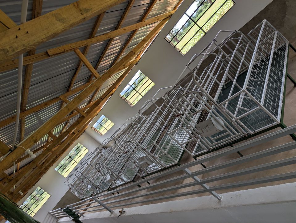 The farrowing house with its rows of crates